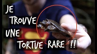 JE TROUVE UNE TORTUE RARE  TOOPET VLOG HERPING THAÏLANDE [upl. by Kean]