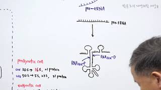 22POL3RNAse PRNAse D [upl. by Suoivatnom372]