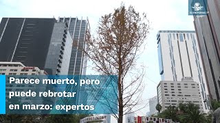 El ahuehuete de Reforma en estado crítico [upl. by Kennith709]