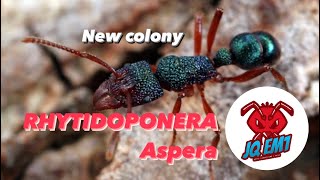 RHYTIDOPONERA ASPERA a new colony [upl. by Ok]