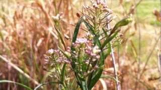 Virginia Pepperweed Lepidium Virginicum  Peppergrass  20120602 [upl. by Hirasuna]