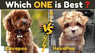 Havapoo Vs Cavapoo  Cavoodle  Comparison Between Two Poodle Mix Small Dog Breed [upl. by Atikat]