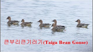 큰부리큰기러기 Taiga Bean Goose [upl. by Dittman]