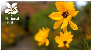 How to divide border plants  expert tips from the National Trust School of gardening [upl. by Othello531]