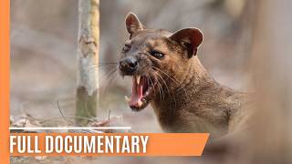 The Fascinating World of Madagascar  Where Weird Wildlife Thrives  Full Documentary [upl. by Ruttger]