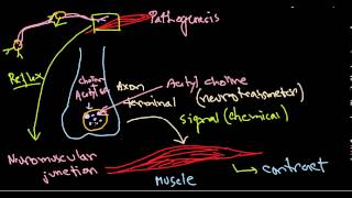 Clostridium botulinum pathogenesis [upl. by Kcod]