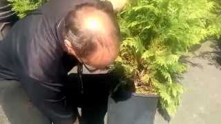 How to Repot and Care for your Conifers with Paul at Bents Garden amp Home [upl. by Layman]