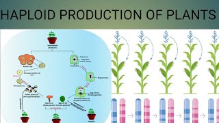 Haploid production of plants [upl. by Wendi]