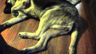 Canine Degenerative Myelopathy [upl. by Sitnerp988]