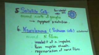 Dr Gihan CNS 5 part2 Brain barrierscerebrum amp neuroglia [upl. by Ayat]