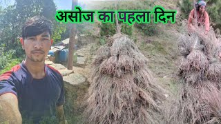 असोज का पहला दिन  आज लगाया लुटा  pahadilifstyl vlog [upl. by Ylellan]