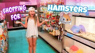 Getting 3 Hamsters Shopping at Petco and PetSmart for Hamster Gear [upl. by Odlopoel593]