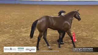 Yearling Geldings  2024 AQHA World Championship Show [upl. by Guillemette27]