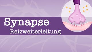 Synapse  Reizweiterleitung Erregungsleitung  EPSP IPSP  räumliche  zeitliche Summation [upl. by Downall]