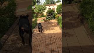 He makes fight🔥💀rottweiler dog video dangerous fight capcut tiktok shorts meaning fyp [upl. by Leasa653]