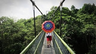 TreeTop Walk MacRitchie Walking Trails SINGAPORE PhotosampVideos [upl. by Stoeber]