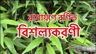 রামায়ণে বর্ণিত বিশল্যকরণী [upl. by Annia732]