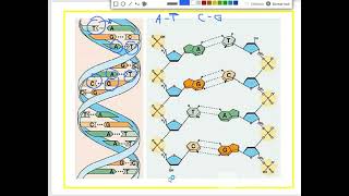 Àcids nucleics 3 [upl. by Ludly348]