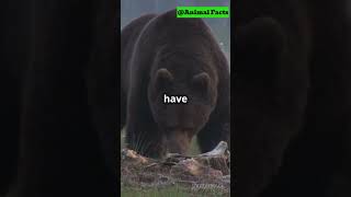 Grizzly Bears Natures Super Sniffers [upl. by Adnulahs]