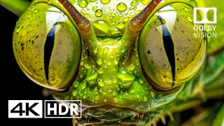 Jaw Dropping HDR 4K 60fps Dolby Vision 4K Video 4k hdr [upl. by Piefer]