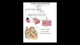 Cardiac muscle is syncytium شرح بالعربي [upl. by Ayom615]