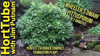 Wheelers Dwarf Pittosporum in 2 Minutes  Perfect Foundation Plant [upl. by Riancho]