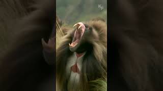 Discovering the Unique Features of Gelada Baboons [upl. by Arman]