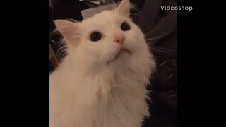 Thurston the cat Full video [upl. by Hterrag]