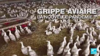 La grippe aviaire nouvelle pandémie humaine  • FRANCE 24 [upl. by Suirad]