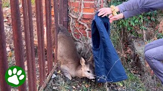 Woman saves deer in backyard [upl. by Leimad]