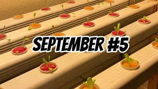 Gardening in September update EP5 [upl. by Aprilette701]