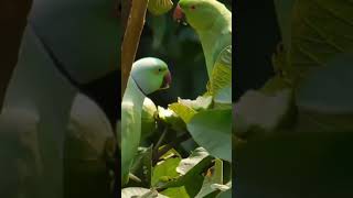 Cute Parrot Couple Sharing a Guava A Sweet Moment birdssharingfruit shorts parrots [upl. by Natek]