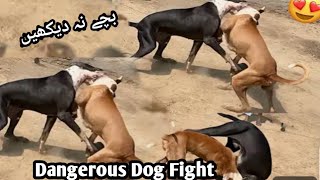 2024 Ki Dangerou Dog Fighting  dog fights  WILD Dog Battles Caught on Camera [upl. by Limay]