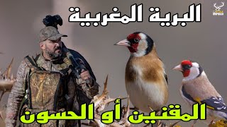 طائر الحسون أو المقنين ملك الطيور [upl. by Willman]