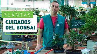 Cuidados para Bonsáis de interior 4 consejos básicos  Plantas de interior en VERDECORA [upl. by Rebmit]