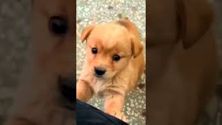 Dog lover 🥰puppy love dog doglover dogowner trending vairalvideo shortsfeed [upl. by Nonah]