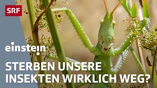 Insektensterben in der Schweiz Sind sie wirklich so bedroht  Einstein  SRF [upl. by Erual939]