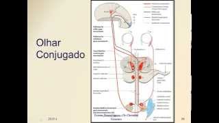 Movimentação Ocular Extrínseca  Nervos Cranianos  Semiologia Neurológica [upl. by Hayman]