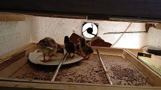 One day old Peafowl and Guniea fowl chicks [upl. by Julee33]