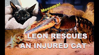 Leon Rescues An Injured Cat [upl. by Enywtna260]