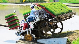 Wet Rice From Seed To Harvest Process  Amazing Modern Asia Agriculture Technology [upl. by Camella]