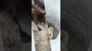 🐻 The 5 Stages of Bear Hibernation [upl. by Mikkel]