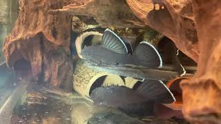 L183 Ancistrus dolichopterus Starlight Bristlenose Pleco [upl. by Achorn74]