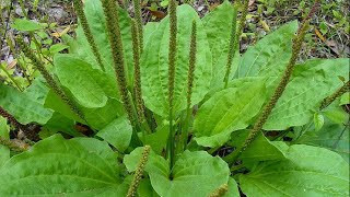 How to make jewelweed plantain salve [upl. by Edgell]