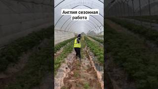 Англия сезон жумыс Англия сезонная работаEngland seasonal work [upl. by Borgeson48]