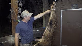 Cleaning a wild boar One Take No edits DeerMeatForDinner [upl. by Ppilihp157]