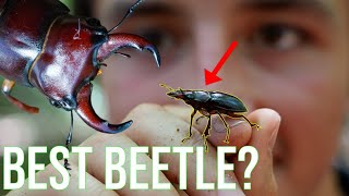 The Stag Beetle Everything You Need To Know [upl. by Aicnetroh]