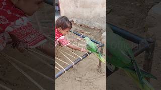 Aa Toti Funny Talking parrot cutebaby shorts [upl. by Hcirteid64]