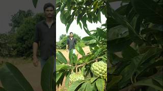 Today I went to the forest and plucked custard apple nature shorts [upl. by Christabelle]