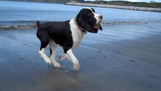 english springer spaniel on the beach [upl. by Gregoor]